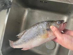 “活魚變死魚”，好一出瞞天過海！