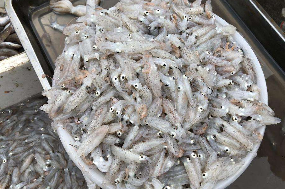 海兔子能吃嗎？有什么風險？